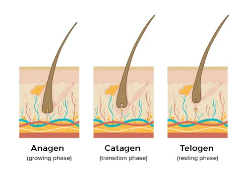 What is Hair Growth Cycle?