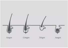 Understanding the Hair Growth Cycle and How It Relates to Laser Hair Removal