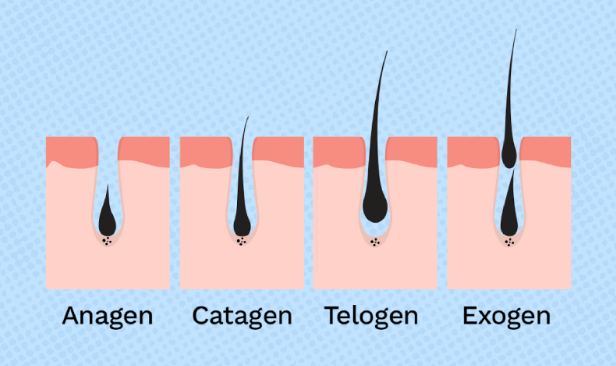 The Basics of Hair Growth: Why Timing Matters in Laser Hair Removal